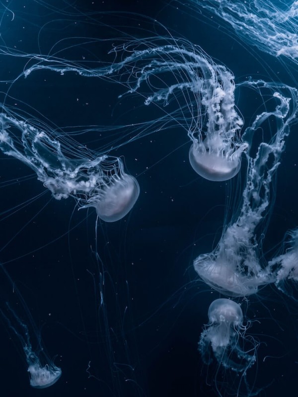 A swarm of jellyfish