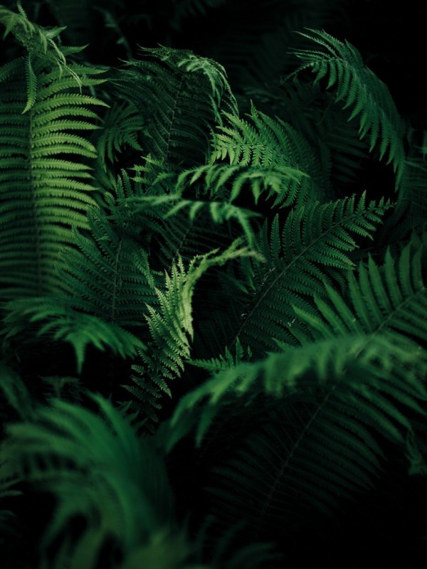 Ferns in the dark