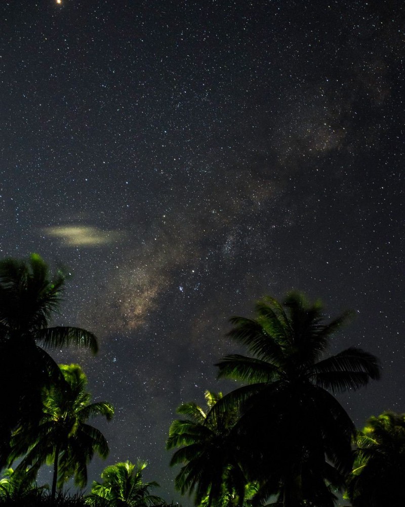 Palm trees and the night sky with stars and the milky way